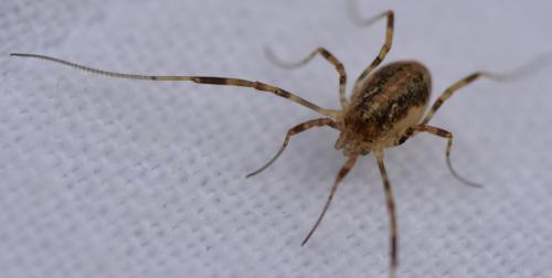 Paroligolophus agrestis